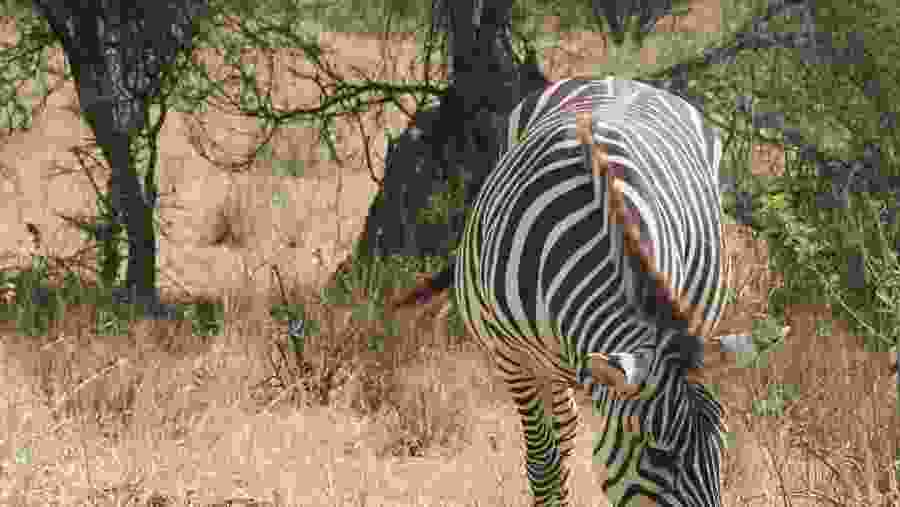 Zebra