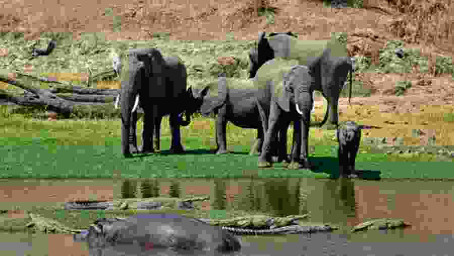 Ruaha National Park