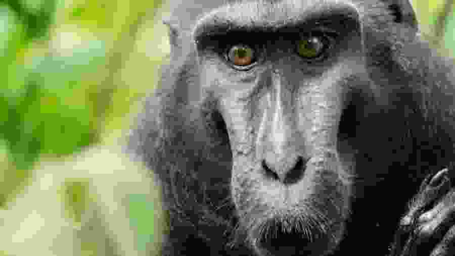 Admire the Black Macaque in Tangkoko Nature Reserve
