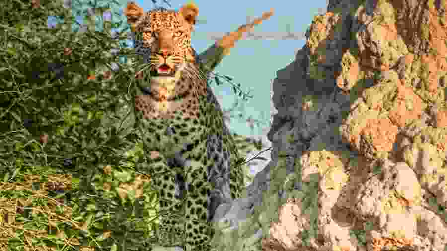 Witness the African wildlife