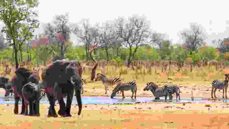 Wildlife scenic view at Hwange National Park