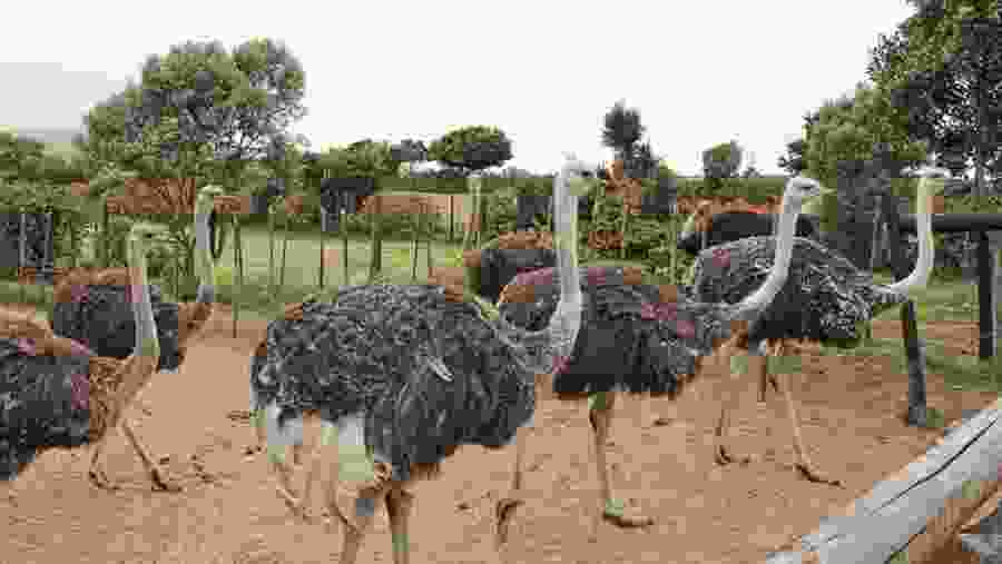 Spot Ostrich during the safari