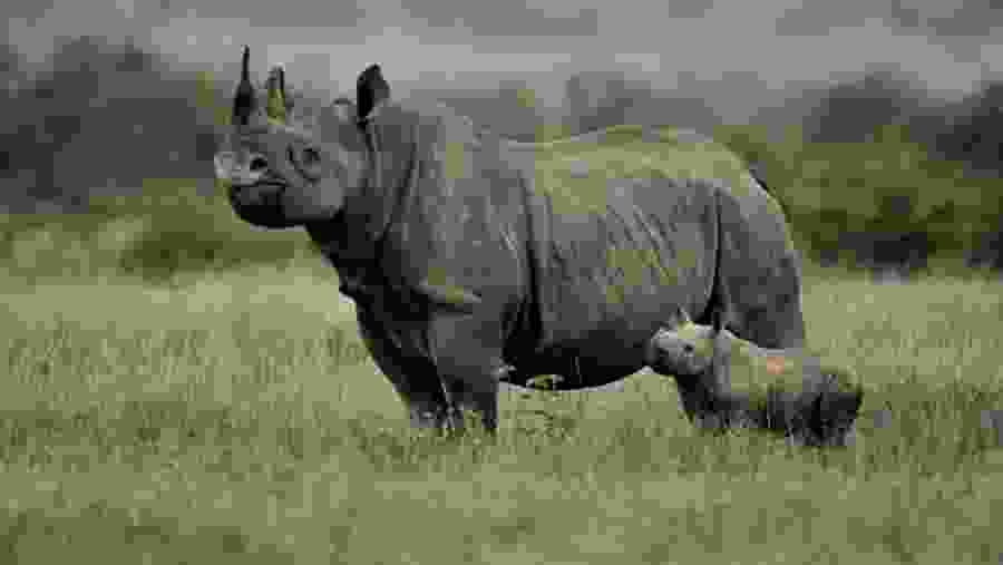 Rhino in Lake Nakuru National Park