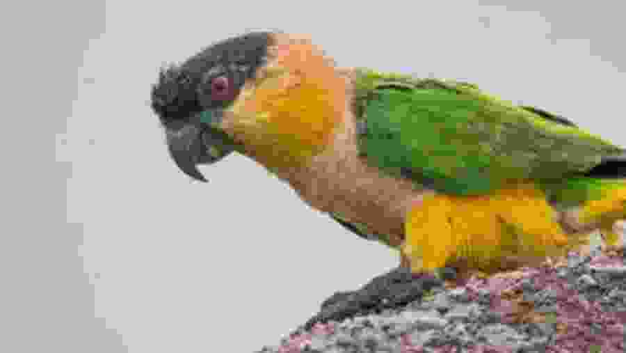 Caica parrot