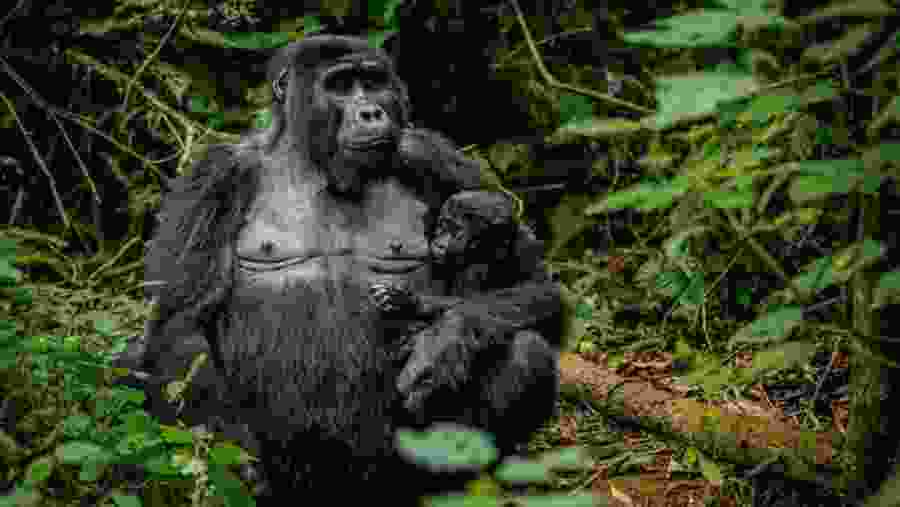 Bwindi National Park