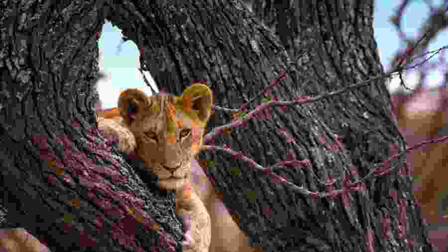 TARANGIRE NATIONAL PARK
