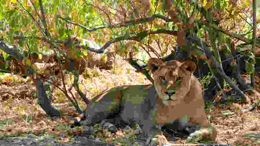 Spot lions in the wilderness