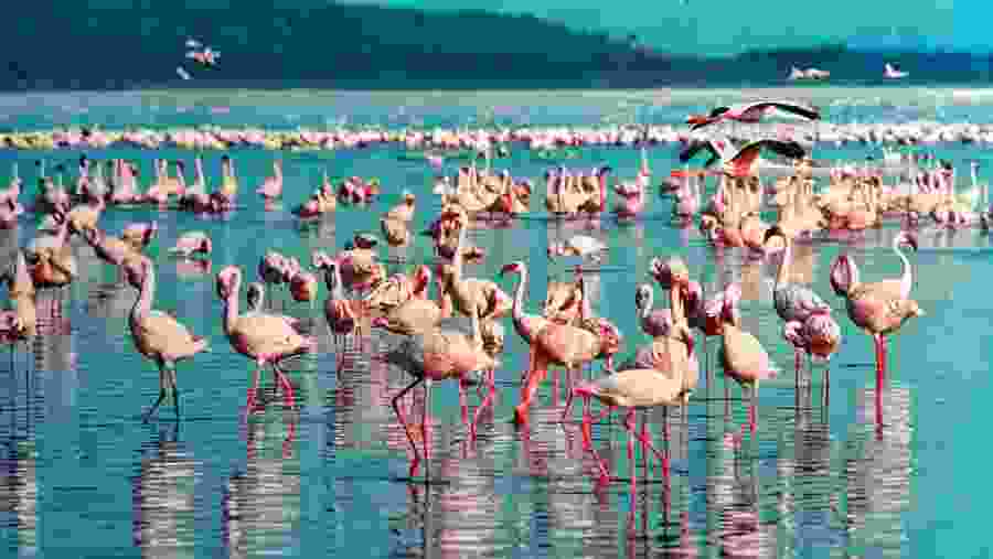 Lake Nakuru National Park