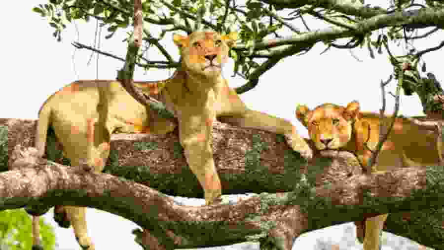 See the wildlife at Serengeti National Park