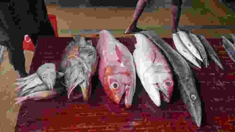 Fish market