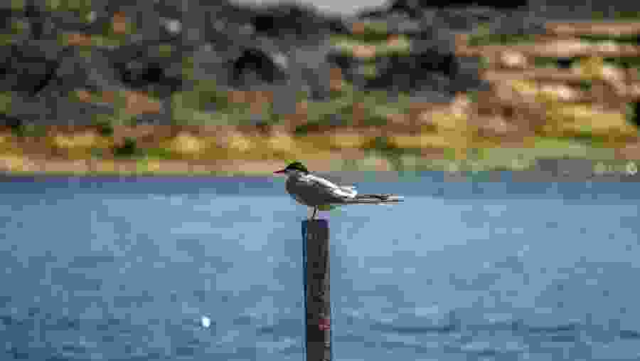 Common tern