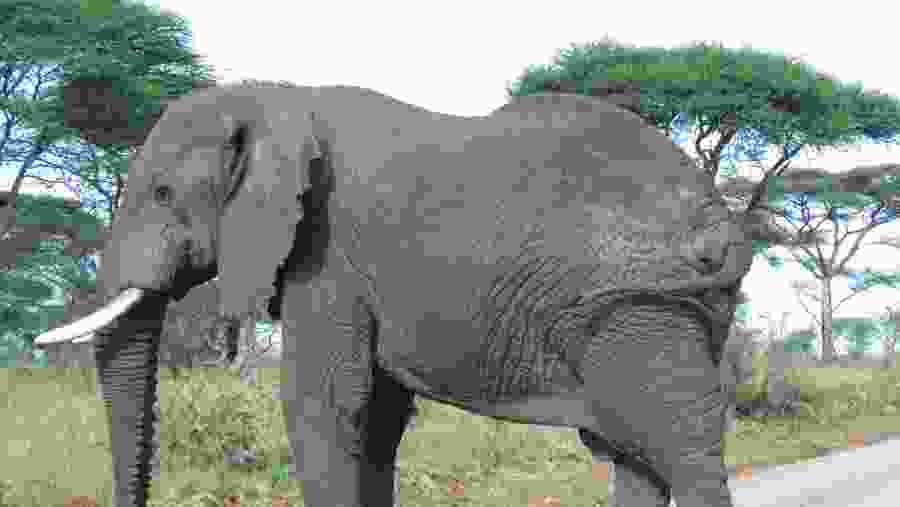 African Elephant