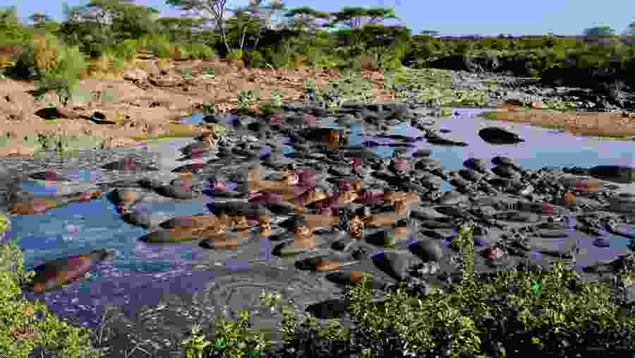 SELOUS GAME RESERVE SAFAR