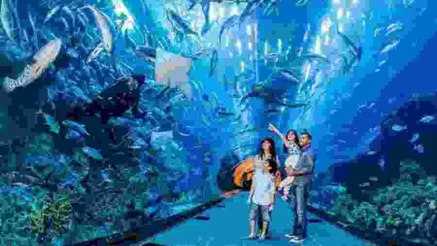 Dubai Mall and Underwater Zoo