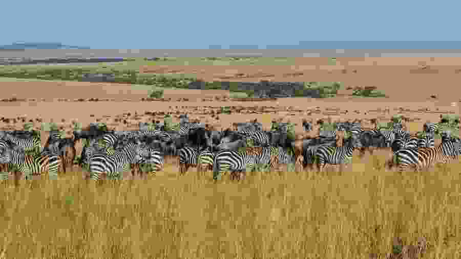Wildlife Spotting in Masai Mara