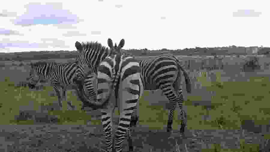 See Zebras in Nairobi National Park