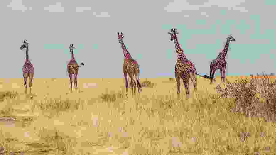 Masai giraffe