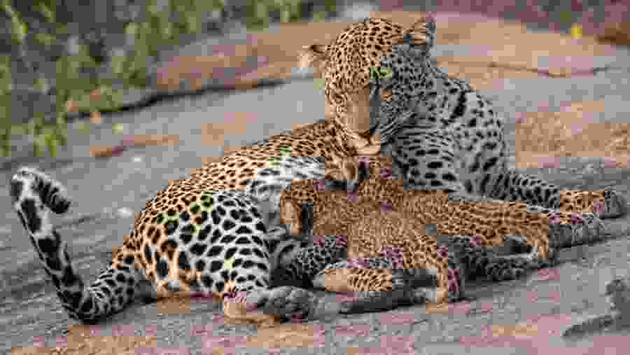 Spot the pride of Africa