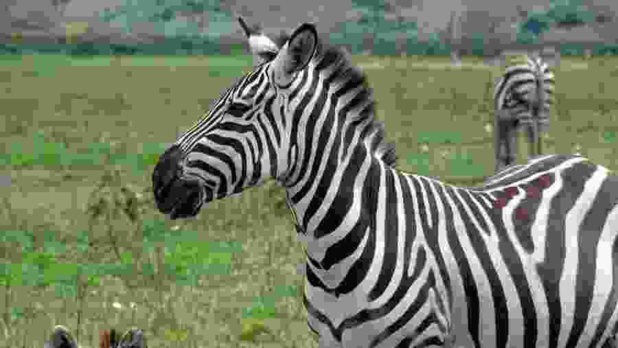 Wildlife in Tanzania