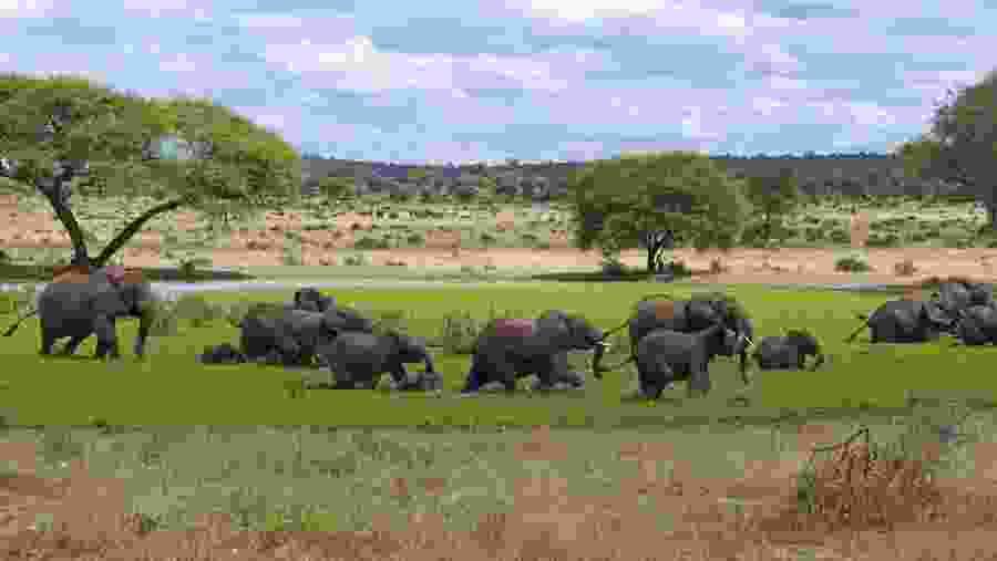 Bush Elephant