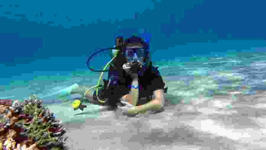 Snorkeling Trip in Sharm El Sheikh