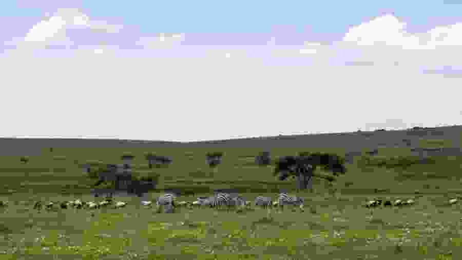 Wildlife