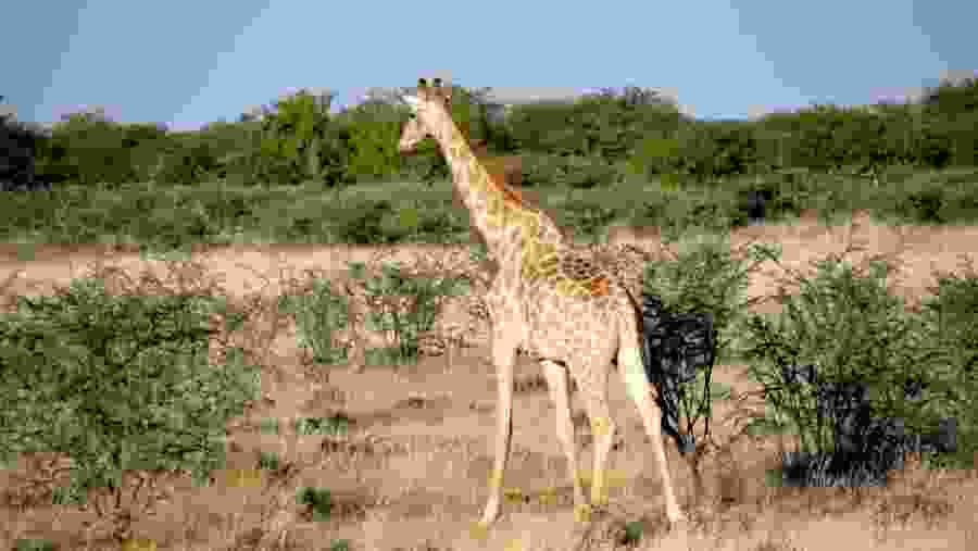 Giraffe