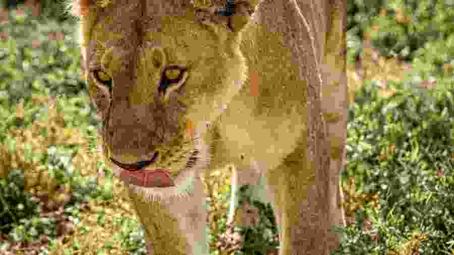 Witness the wildlife