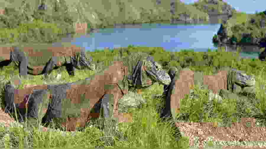 See Komodos on Komodo Island, Indonesia