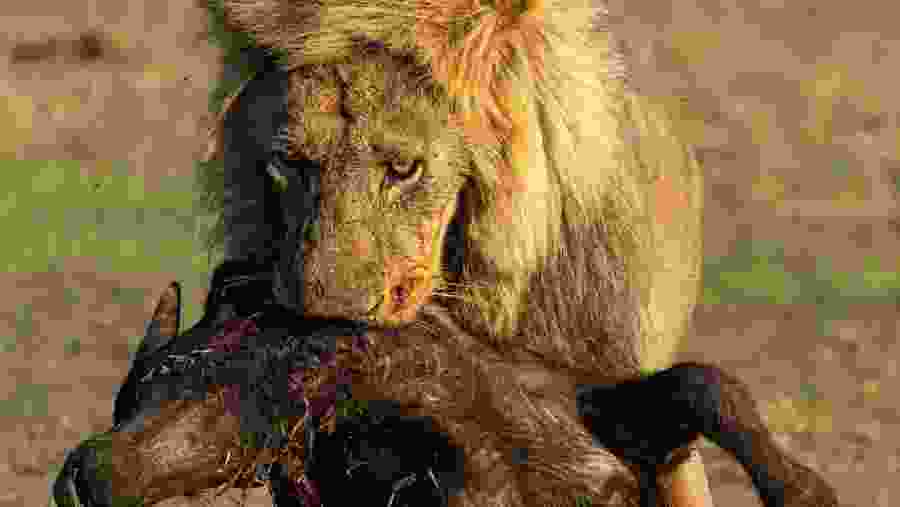 Witness the wildlife