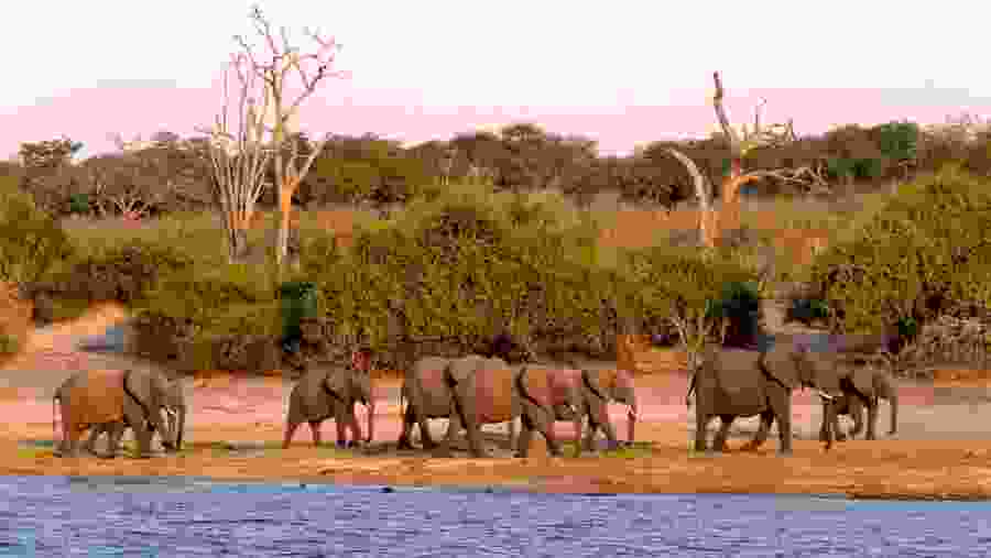 A herd of elephants