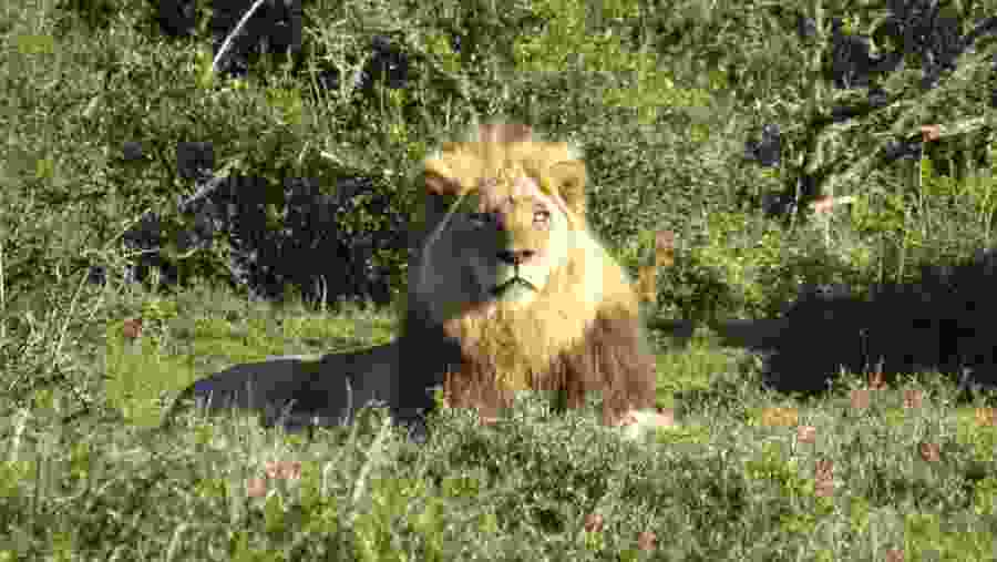 Lion in Addo Elephant National Park