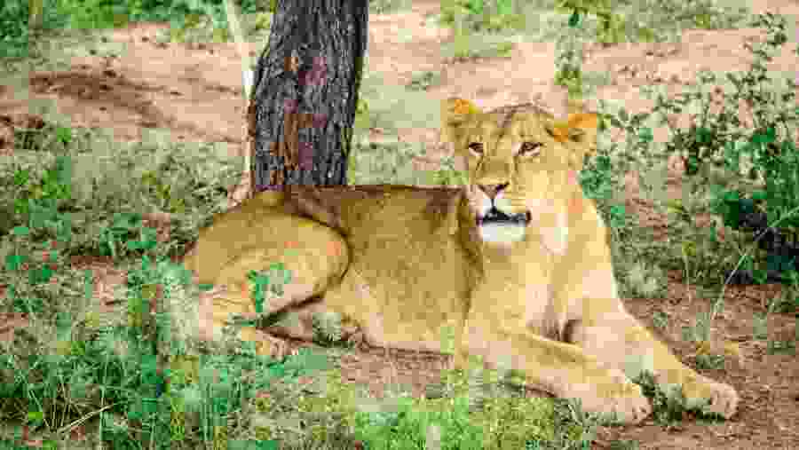 Wildlife Experience