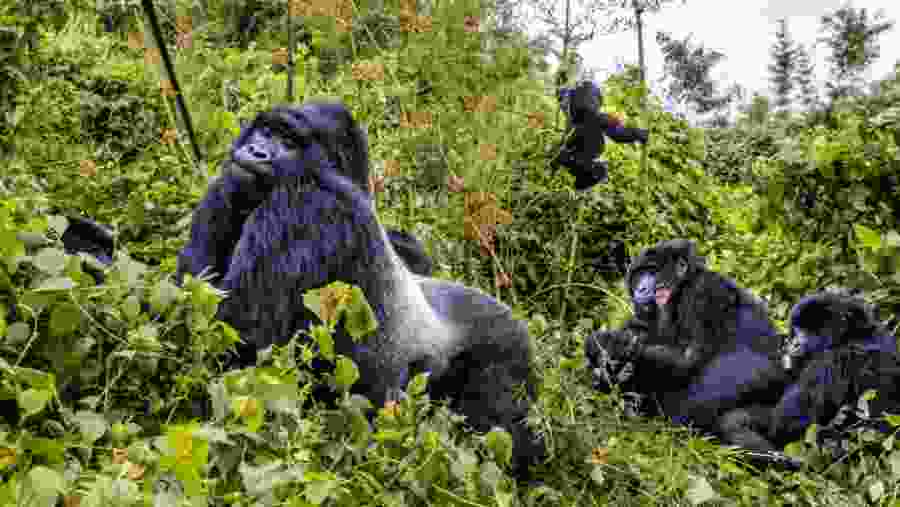 Bwindi Gorilla Trekking Safari in Bwindi Impenetrable National Park