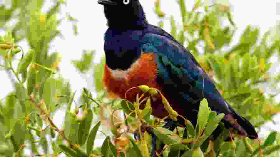 Birding at Hell's Gate