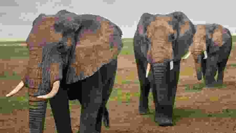Elephants
