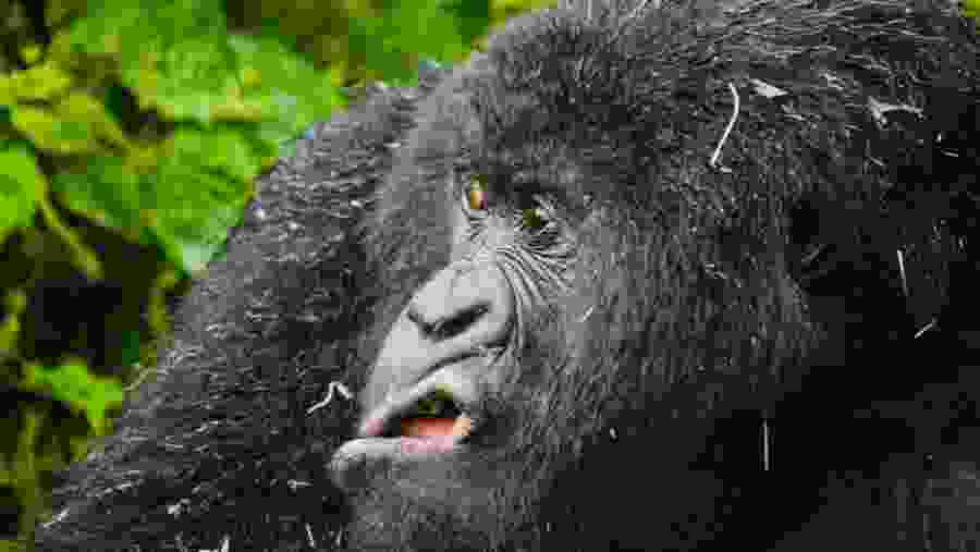Gorilla Tracking
