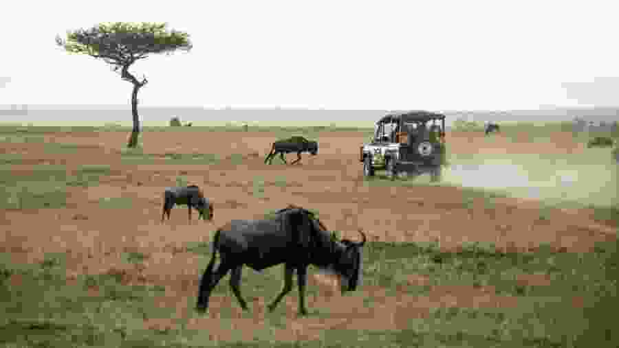 Enjoy your Serengeti Safari