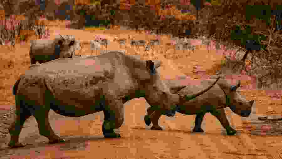 Rhino