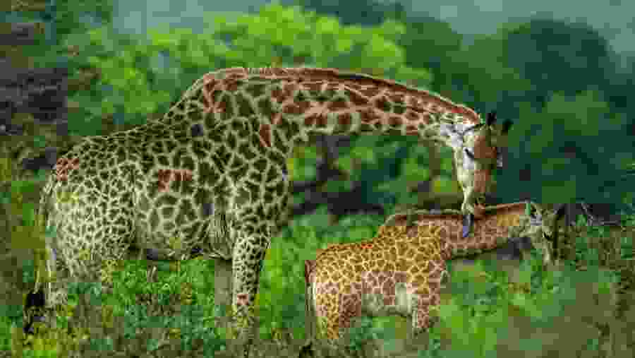 Giraffe sighting