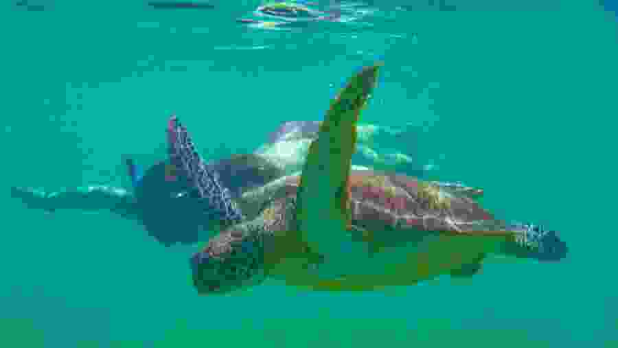 Marine Turtle