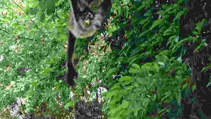 Monkey At Punta Laguna, Mexico