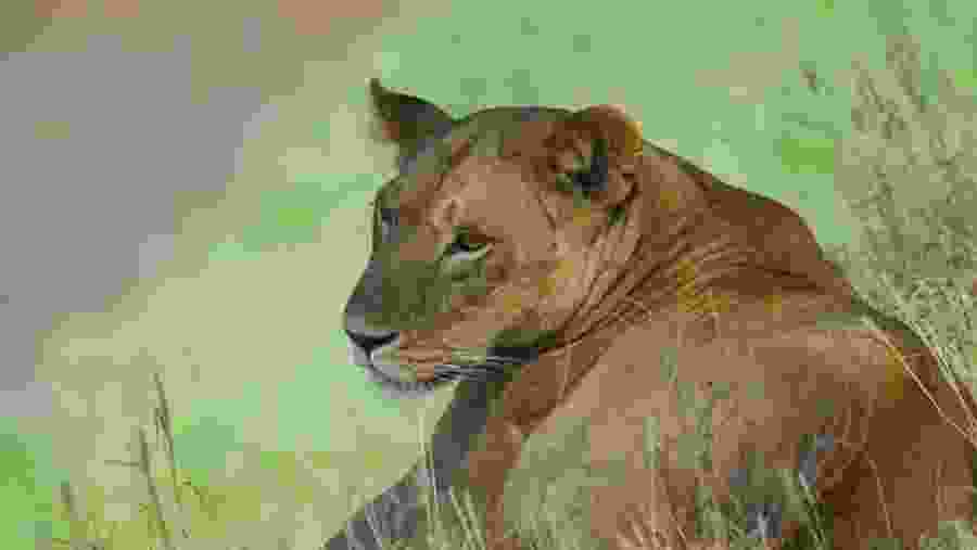 Lions seen on safari in Kenya