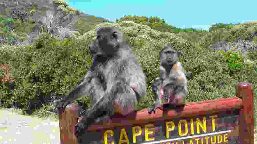 Spot Monkeys at the Cape Point, South Africa