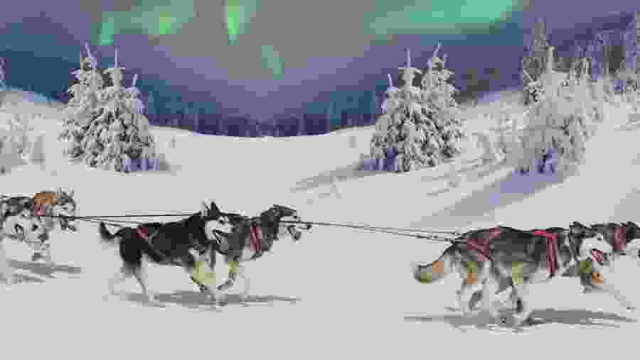 Huskies pulling sleigh