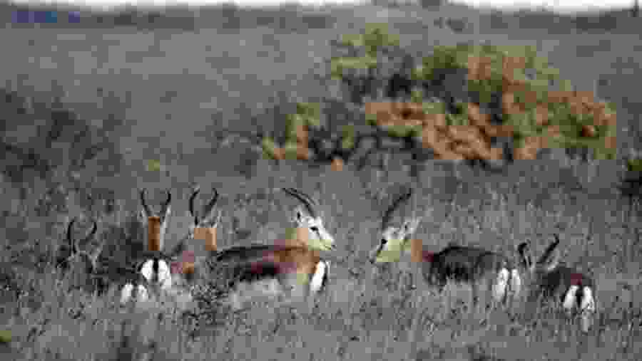 Wildlife in Shirvan National Park