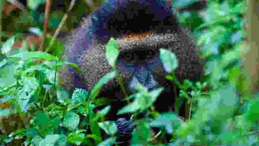 Golden monkey in Rwanda