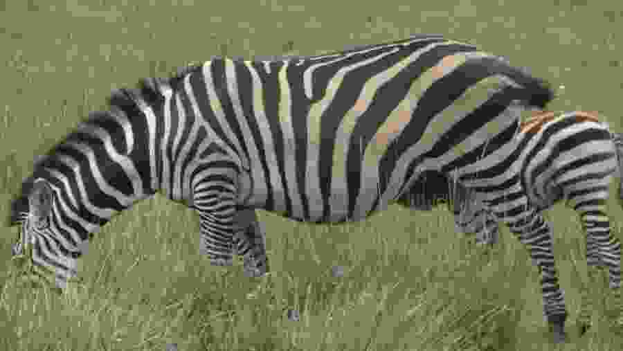 Zebra