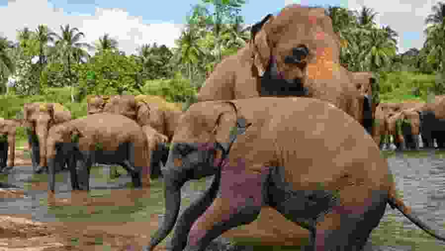 Herd of Elephants at Pinnawala