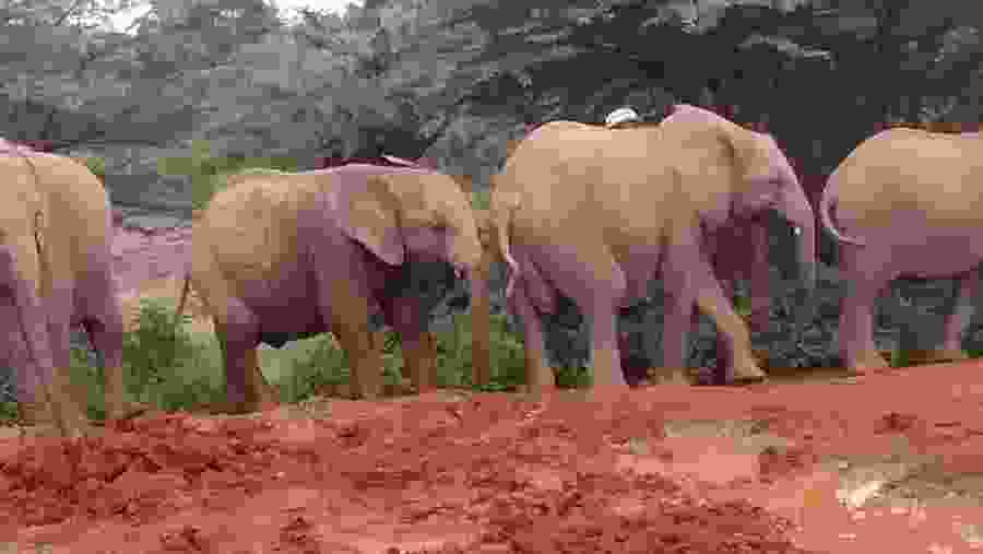 Young African elephants